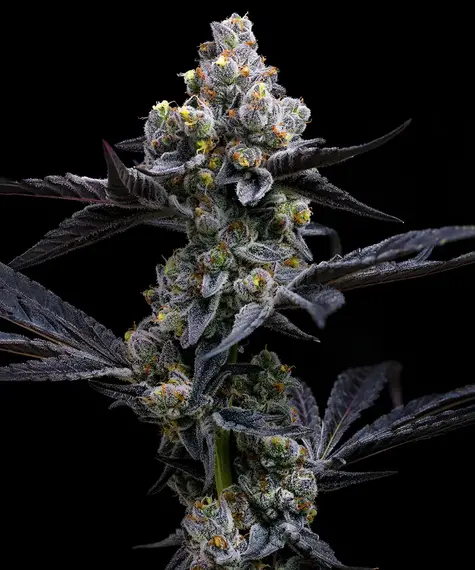 Garlic Cookies