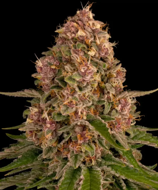 Pink Kush